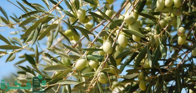 ما هي أهمية الزيتون الاقتصادية والاجتماعية والصحية 1 أهمية الزيتون الاقتصادية