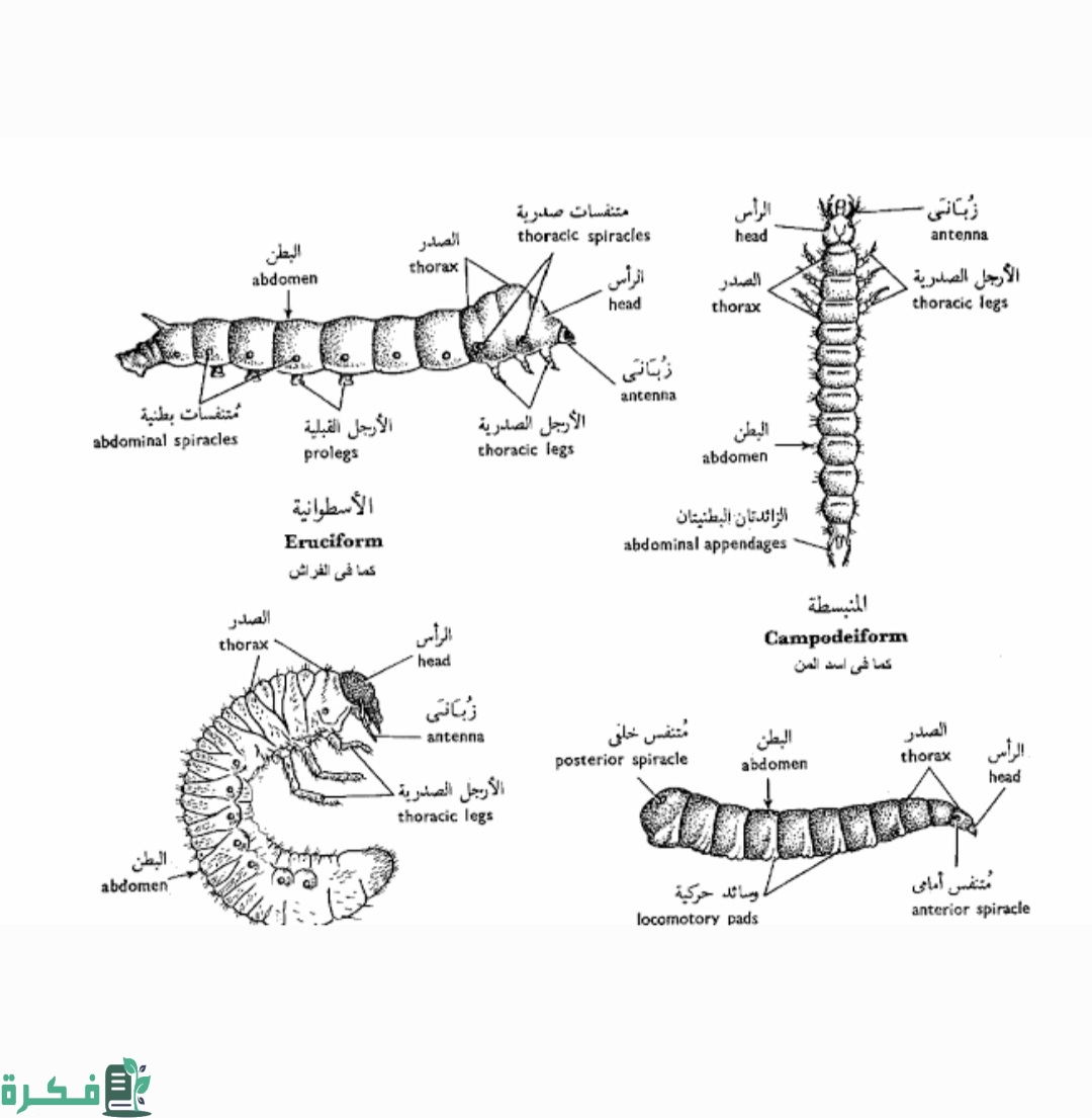 شرح منطقة البطن وزوائدها في الحشرات The abdomen 1 Screenshot ٢٠٢٢٠٩١٩ ٠٠٠٨٠١ Gallery