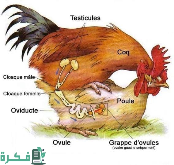 معلومات عن التلقيح والإخصاب في الدواجن 1 images 2022 09 12T075828.658
