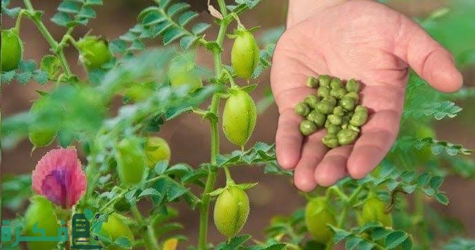 شرح خطوات زراعة الحمص وموعد الزراعة من عملية تحضير الأرض إلى الحصاد 1 images 2022 09 12T103757.389