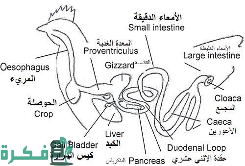شرح الجهاز الهضمي عند الطيور بالصور 1 images 2022 09 13T103752.282
