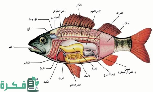 شرح الجهاز الهضمي في الأسماك 1 images 64