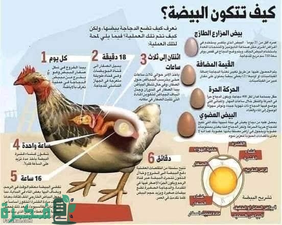 شرح خطوات تكوين بيضة الدجاج 1 images 65