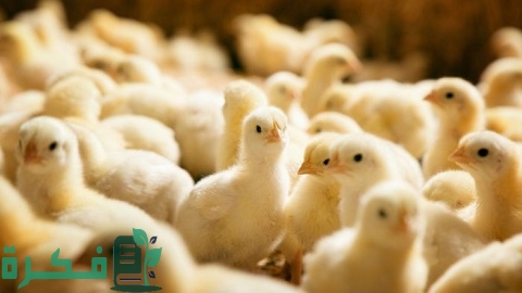 احسن أنواع الكتكوت الأبيض ونصائح تربية الكتكوت 1 أفضل أنواع الكتكوت الأبيض وبعض النصائح لتربية الكتاكيت