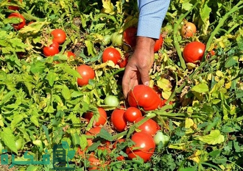 احسن 5 أنواع بذور الطماطم للزراعة 1 أفضل أنواع بذور الطماطم