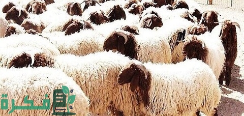 تسمين الأغنام على الشعير المستنبت 1 تسمين الأغنام على الشعير المستنبت