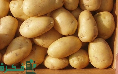 شرح خطوات تصدير البطاطس في مصر 1 محطات تصدير البطاطس في مصر
