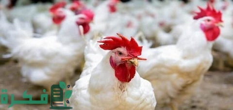الفرق بين العلف البادي والنامي والناهي وشرح خطوات تغيير نوع العلف للفراخ البيضاء 1 الفرق بين العلف البادي والنامي والناهي وكيفية تغيير نوع العلف للفراخ البيضاء