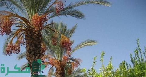 دراسة جدوى زراعة النخيل في مصر 1 دراسة جدوى زراعة النخيل في مصر بالتفصيل