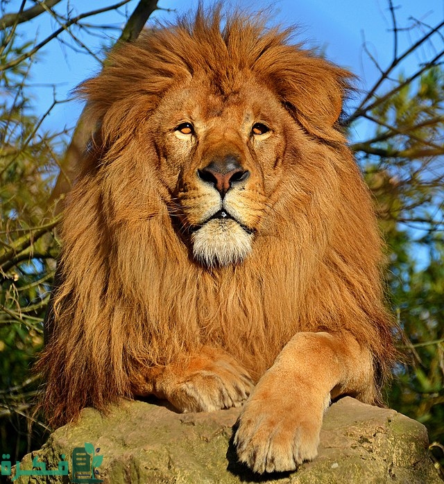 كم مرة ذُكر اسمُ الأسد في القرآن 1 640px Lion dAfrique