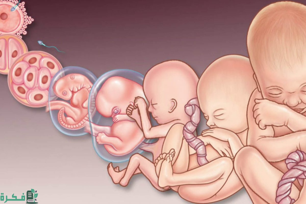 ما سبب مغص أسفل البطن بعد ترجيع الأجنة 1 fetus1