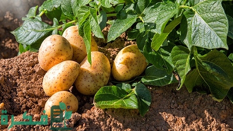 دراسة جدوى زراعة فدان بطاطس وأصناف البطاطس 1 دراسة جدوى زراعة فدان بطاطس وأصناف البطاطس