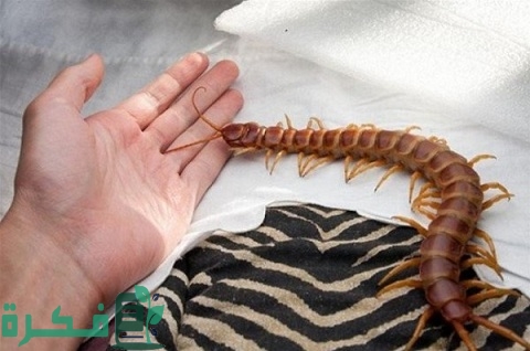 ما هو سبب وجود أم أربعة وأربعين في المنزل 1 سبب وجود أم أربعة وأربعين في المنزل