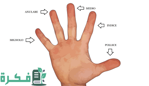 أسماء الأصابع بالإنجليزي 1 أسماء الأصابع بالإنجليزي