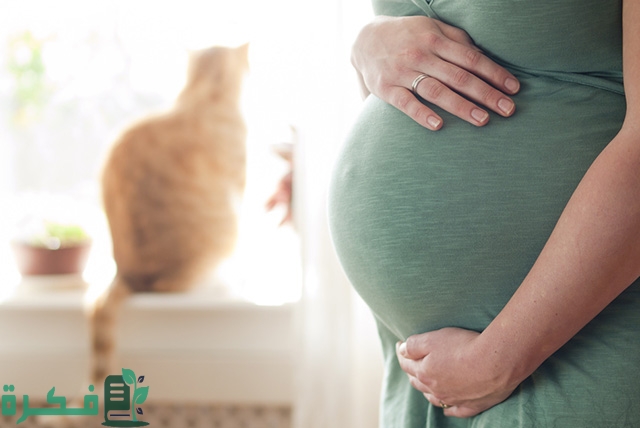 هل القطط تسبب تكيس المبايض 1 Cats and Pregnancy