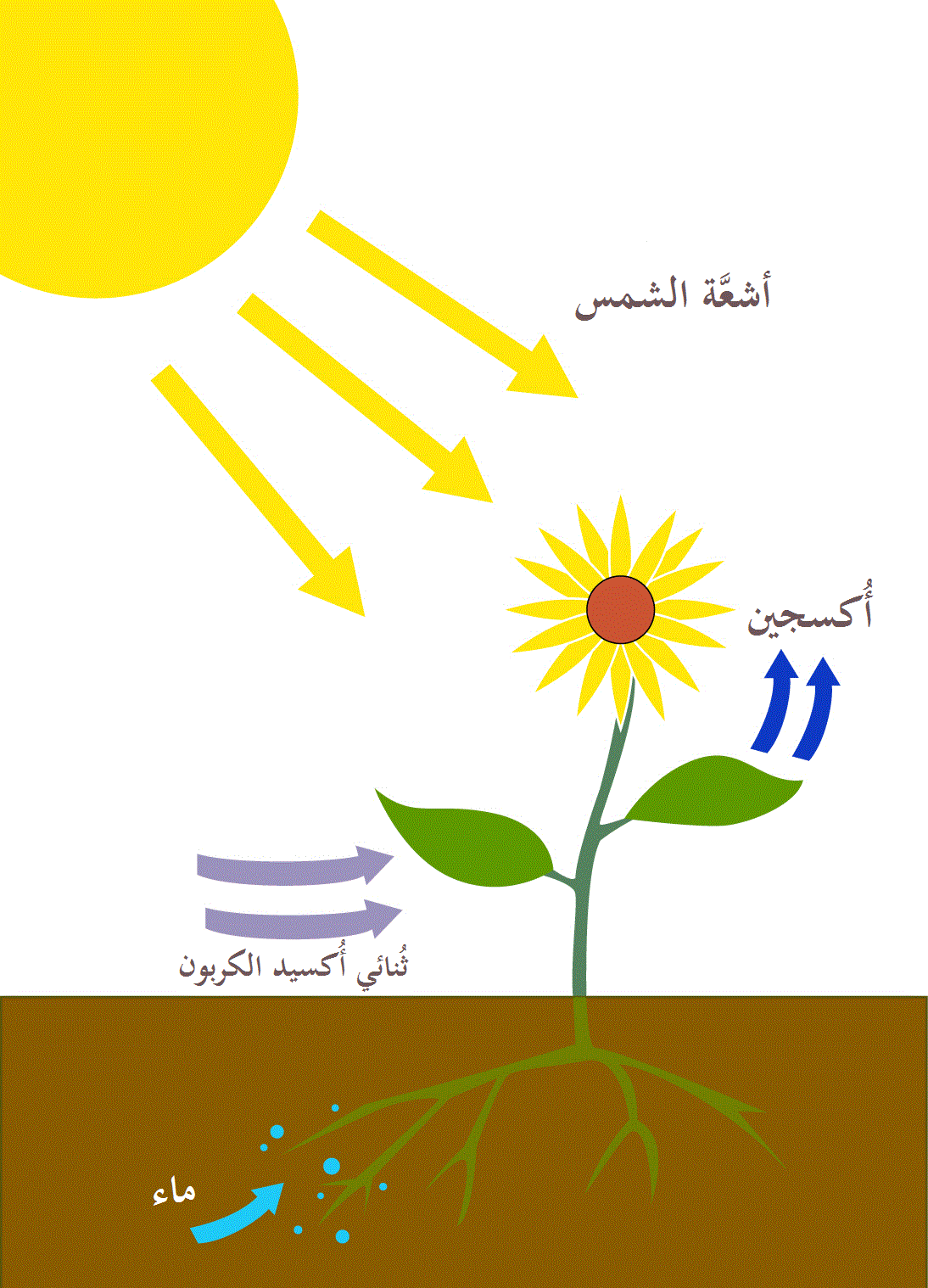ما هي نواتج عملية البناء الضوئي 1 D8A7D984D8AAD8B1D983D98AD8A8D8A7D984D8B6D988D8A6D98A