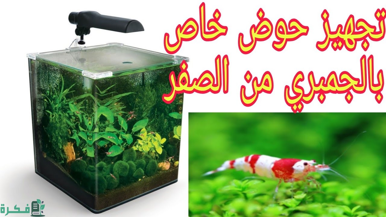تربية الجمبري في المنزل 1 بناء حوض الجمبري في المنزل