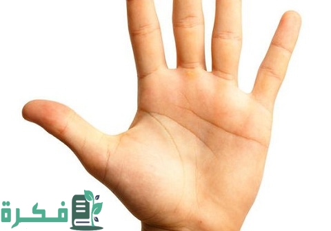 أسماء أجزاء اليد كامله 1 أسماء أجزاء اليد