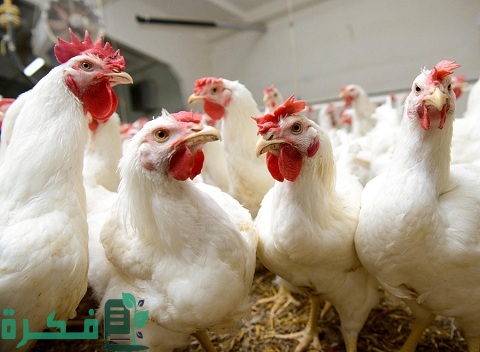 أسماء الأدوية البشرية لزيادة وزن الدجاج 1 الأدوية البشرية لزيادة وزن الدجاج