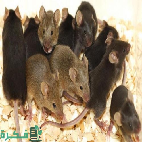 ما تفسير حلم رؤية الفئران في غرفة النوم 1 حلم الفئران للمتزوجة
