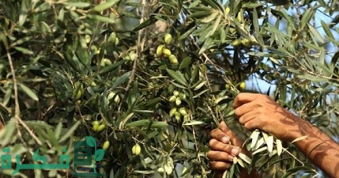 دراسة جدوى زراعة فدان زيتون وكمية إنتاج الفدان 1 دراسة جدوى زراعة فدان زيتون وكيفية زراعته والعوامل المؤثرة على إنتاج الفدان