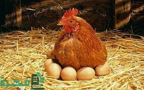 متى يبيض الدجاج البلدي 1 متى يبيض الدجاج البلدي