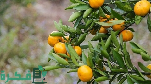 دراسة مشروع تصدير البرتقال إلى دول العالم 1 مشروع تصدير البرتقال إلى دول العالم بالخطوات