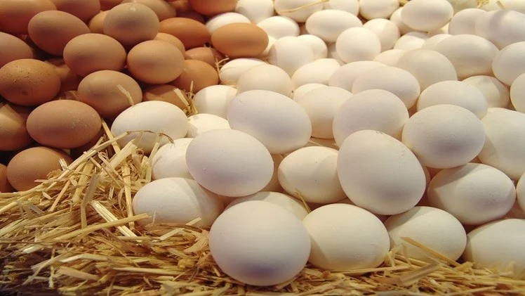 كم بيضة تبيض الدجاجة في اليوم 1 كم بيضة تبيض الدجاجة في اليوم