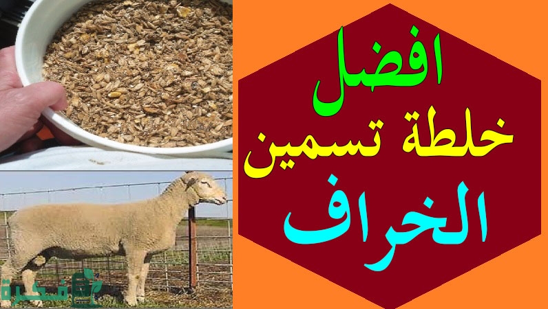 احسن الاعلاف لتسمين الأغنام 1 D8AED984D8B7D8A9D8AAD8B3D985D98AD986D8A7D984D8AED8B1D8A7D981