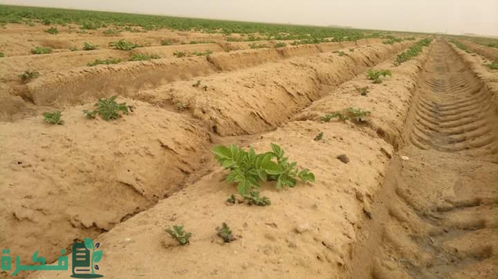 شرح خطوات زراعة وتسميد الأراضي الجيرية وأهم النباتات 1 1 91