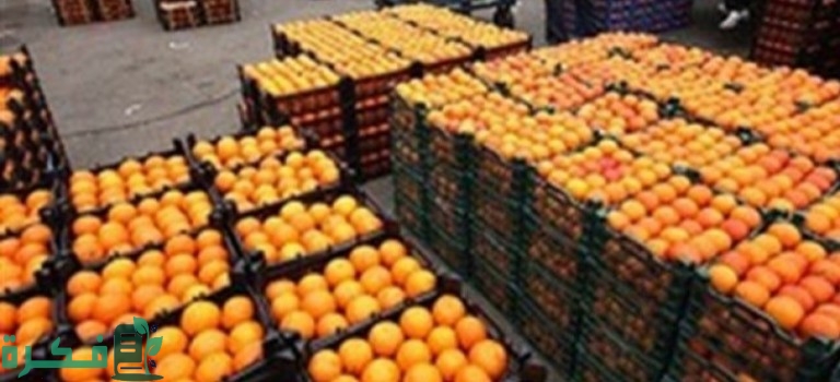 أسماء شركات تصدير البرتقال فى مصر 1 1674162387007