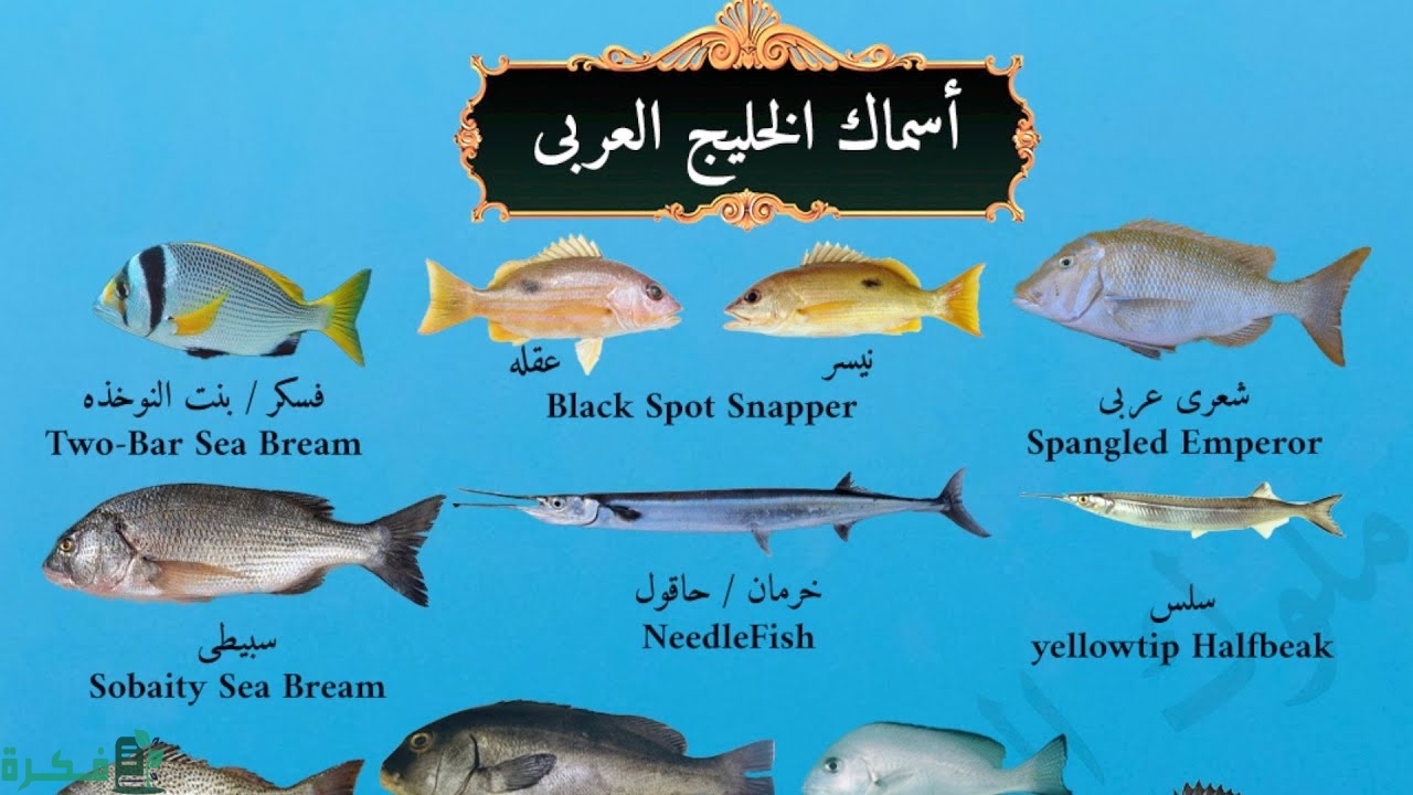 أشهر أنواع السمك في الكويت 1 maxresdefault 6