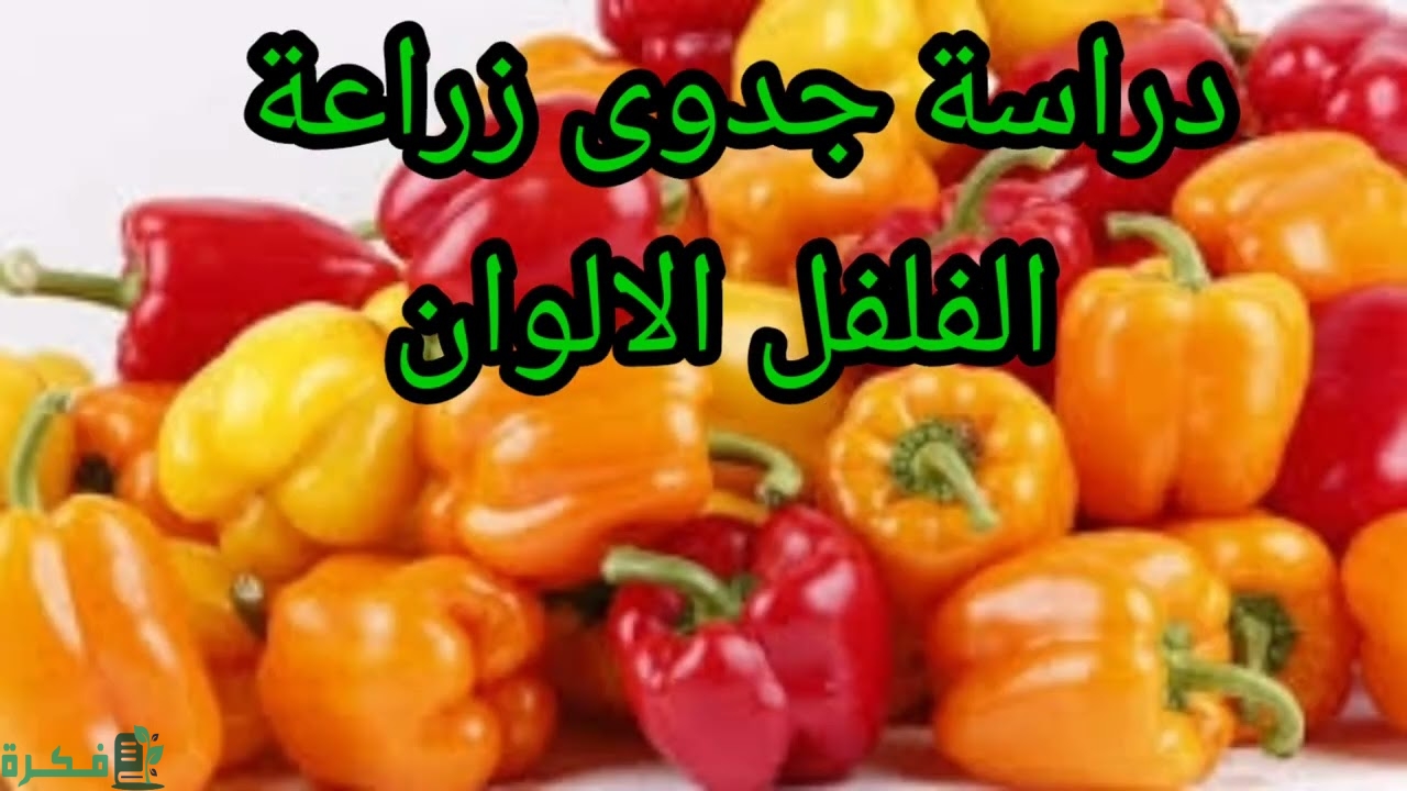 دراسة جدوى زراعة الفلفل الألوان : 5 نصائح لتسويق المشروع 1 maxresdefault 7