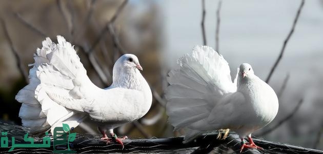 أسماء احسن أنواع الحمام في العالم 1 أحسن أنواع الحمام في العالم
