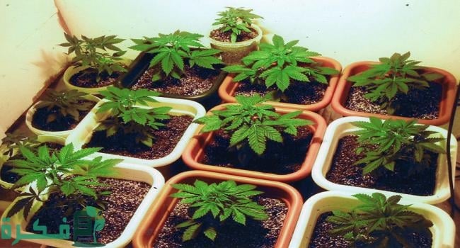 خطوات الزراعة في حديقة المنزل 1 طرق الزراعة في المنزل2