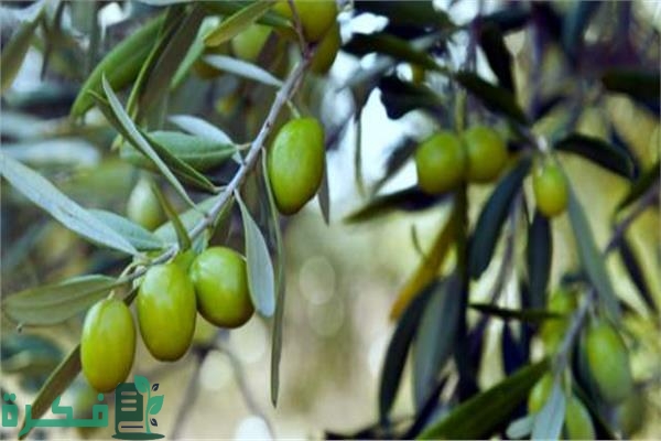 احسن نوع سماد شجرة الزيتون 1 أفضل سماد شجرة الزيتون