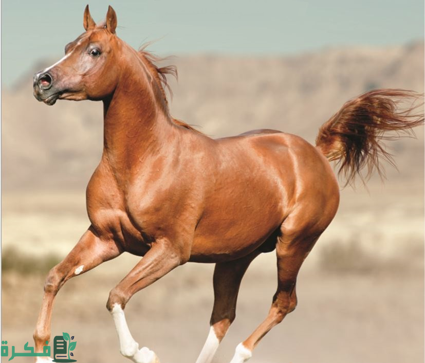 أسماء أنواع الخيول بالصور 1 أنواع الخيول وأسمائها بالصور