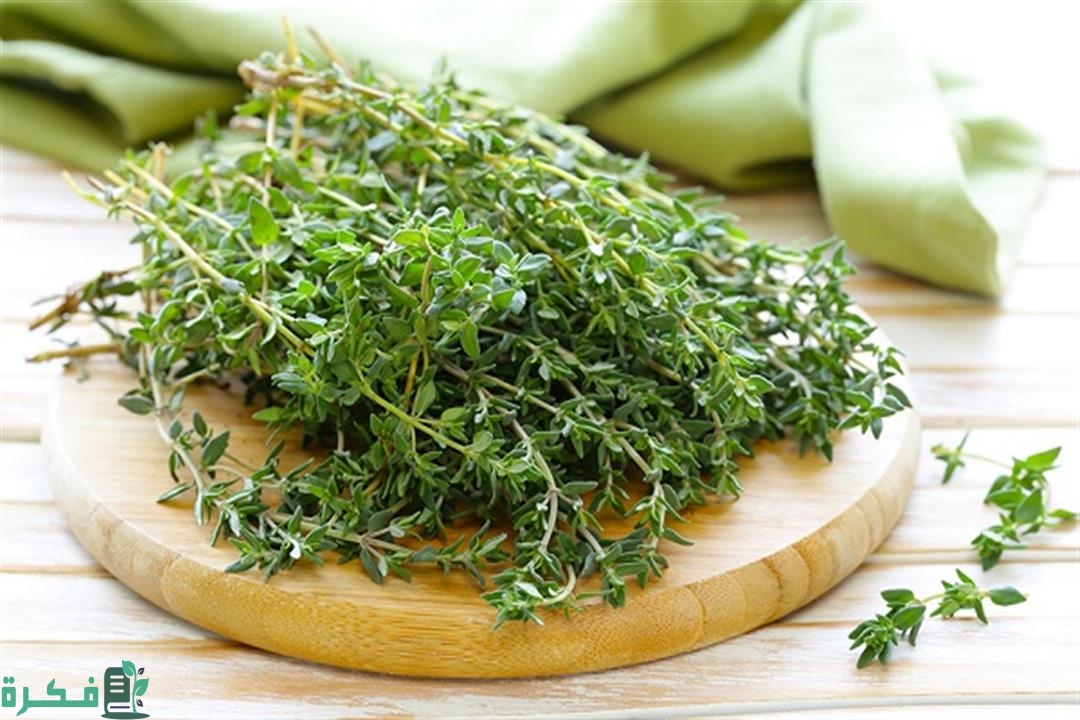 احسن أنواع الزعتر بالصور 1 أنواع الزعتر