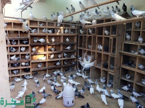معلومات هامة عن تربية الحمام في المنزل 1 كيف نربي الحمام في المنزل ؟