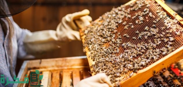 شرح خطوات تربية النحل وإنتاج العسل للمبتدئين 1 طريقة تربية النحل وإنتاج العسل للمبتدئين