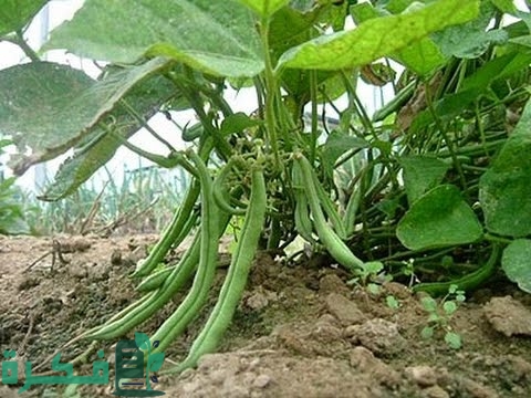 موعد زراعة اللوبيا الخضراء وشرح خطوات زراعتها بشرح خطوات صحيحة 1 مواعيد زراعة اللوبيا