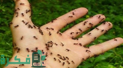 احسن 5 أنواع بودرة للنمل 1 577907 1