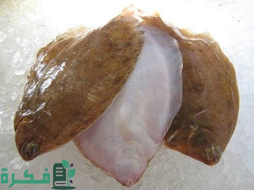 لماذا سمي سمك موسى بهذا الاسم 1 images 2023 02 15T144635.278