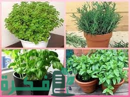 أسماء نباتات ذات رائحة عطرية 1 telechargement 17 1