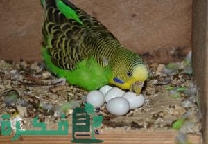 مدة فقس بيض العصافير 1 1677706541064