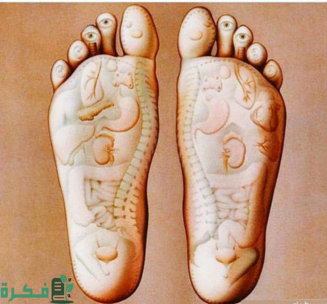 خريطة الجسم في باطن القدم بالعربي والانجليزي 1 A7BF1FC9 1A4F 400E 94F1 2FDA50A23EE7