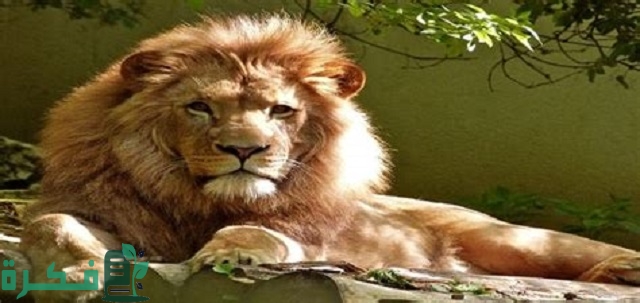 ما هو الحيوان الذي يخاف منه الأسد 1 ما هو الحيوان الذي يخاف منه الأسد؟