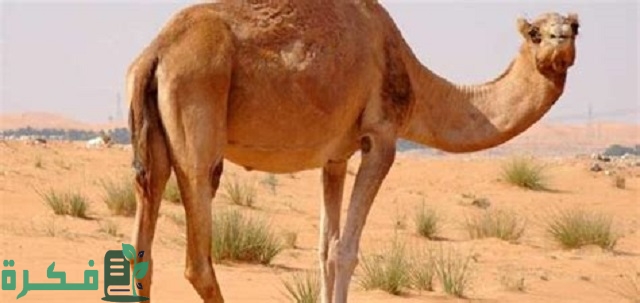 ما هو الحيوان الذي خلق من النار 1 ما هو الحيوان الذي خلق من النار؟
