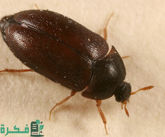 على ماذا يدل وجود الخنفساء في البيت 1 carpet beetle pictures