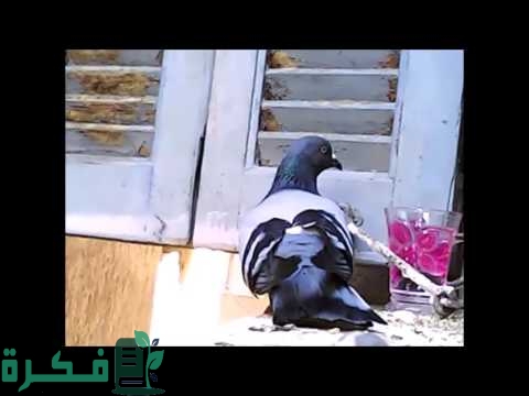 على ماذا يدل وجود الحمام على الشباك 1 hqdefault 1 1